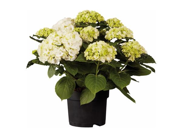 Garden Hydrangea
