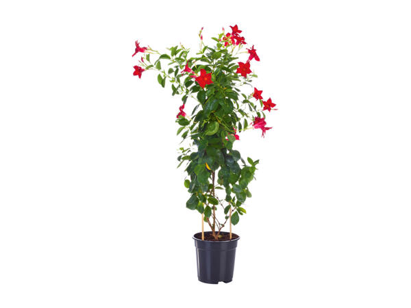 Dipladenia