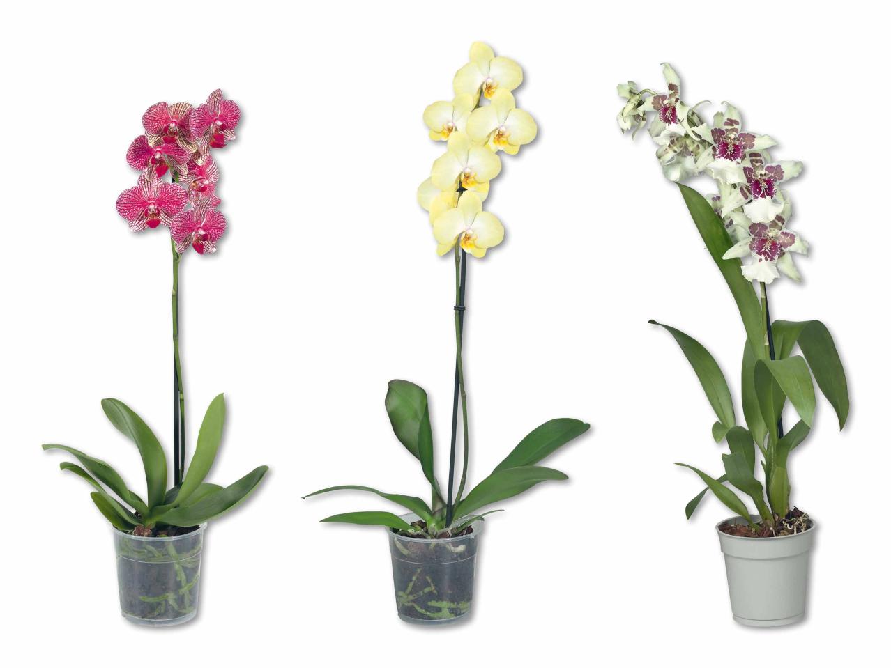 Mix di orchidee