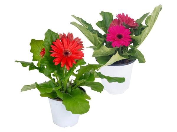 Gerberas