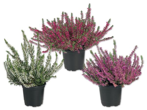 Calluna Vulgaris
