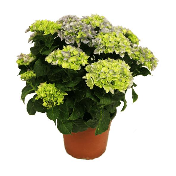 Hortensia