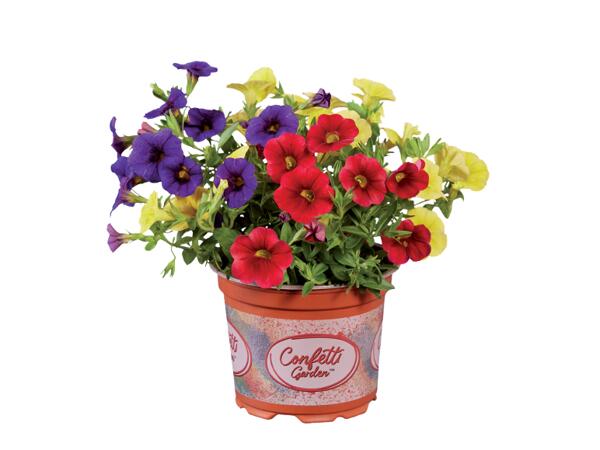 Petunia Calibrachoa