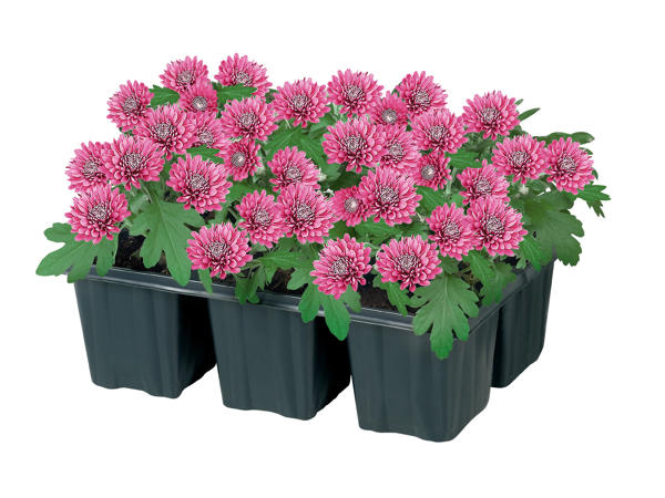 KRYSANTEMUM