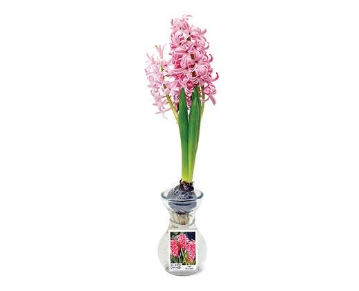Hyacinth in Glass Vase Assorted Colors