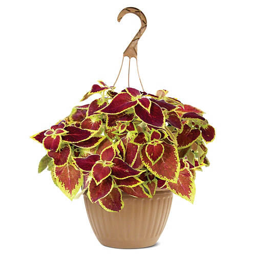 10" Hanging Basket - Assorted Varieties