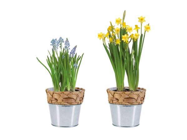 Bulbes à fleurs dans un pot végétal