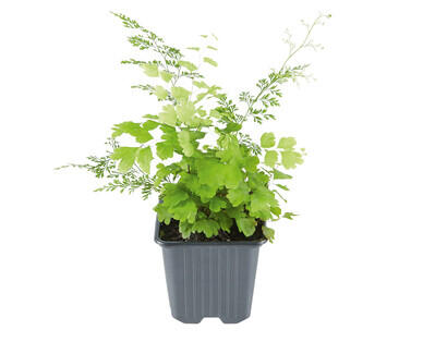 Ferns 90mm