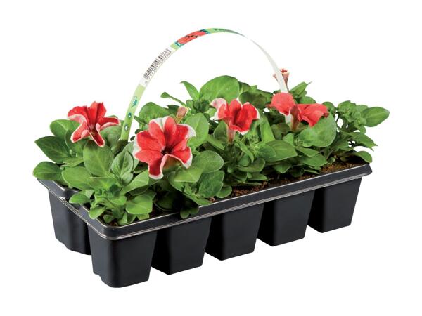10 Pack Bedding Plants