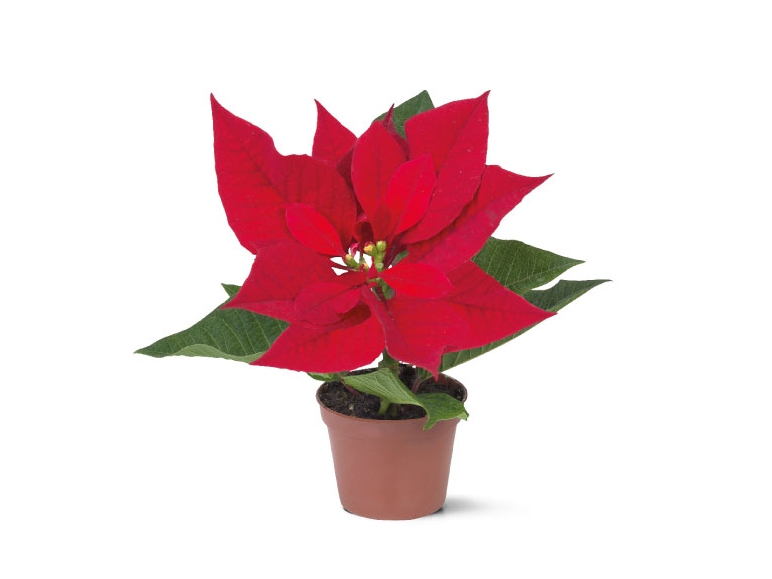 Mini Poinsettia