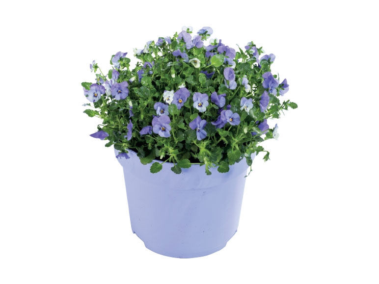 Horned Violets
