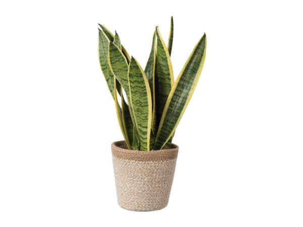 Green Plants In Jute Pots