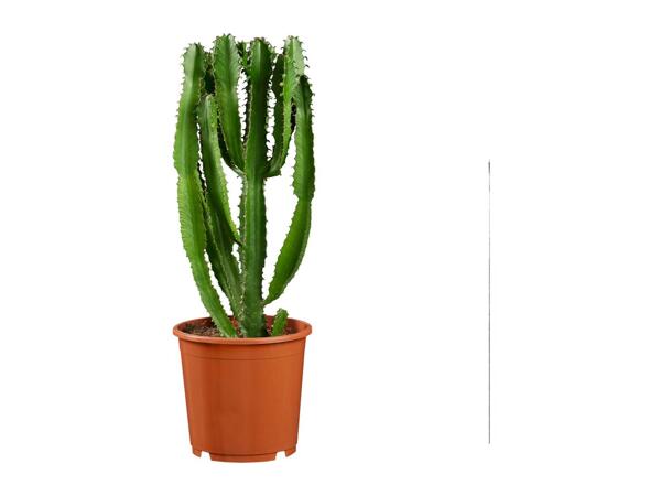 Cactus "Desert Stars"