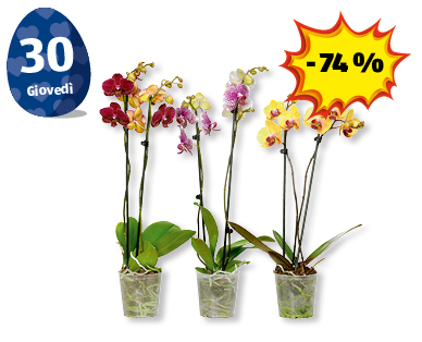 Phalaenopsis
