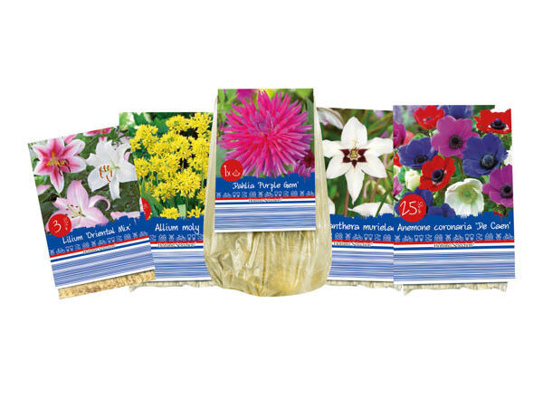 Summer Flowering Bulbs