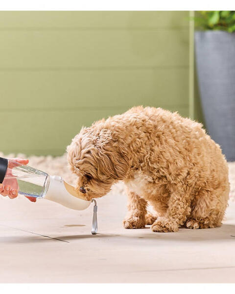 Pet Travel Bottle or Bowl