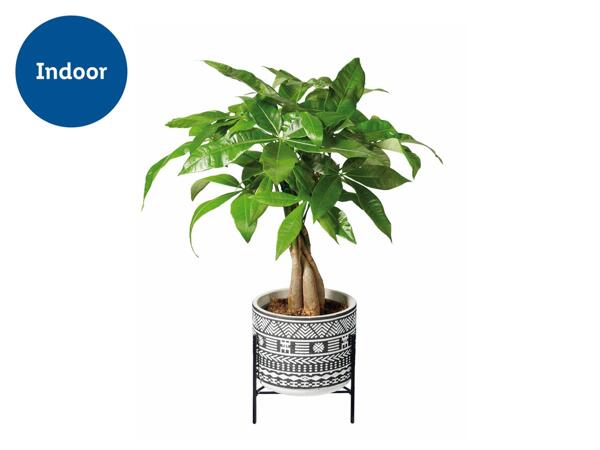 Easy Care Houseplants