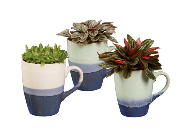 Green Plants