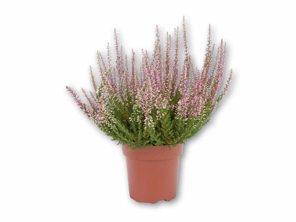 Lyng Calluna Vulgaris