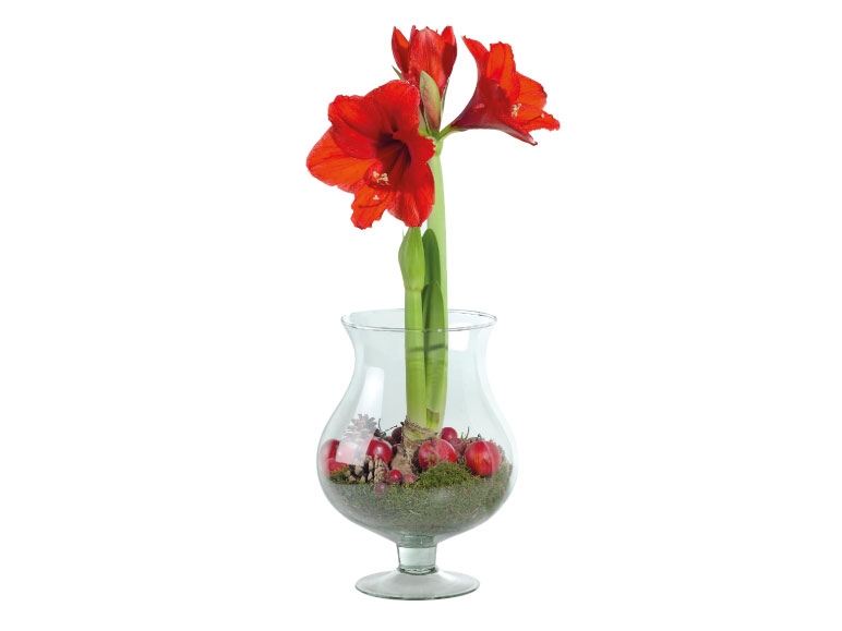 Luxury Twin Stem Amaryllis in Vase