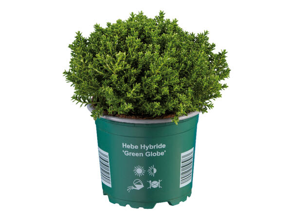 Hebe Plant