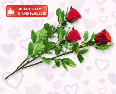 Valentinsrose