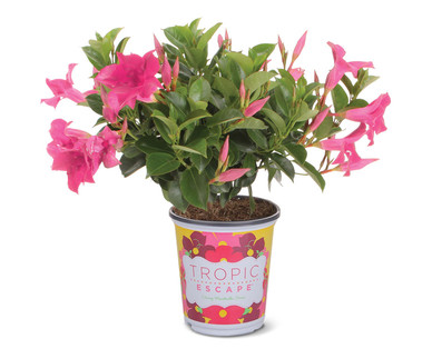 Mandevilla Bush