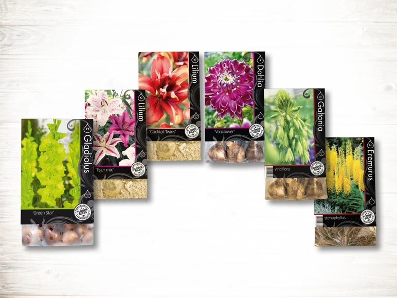 Bulbes de fleurs d'automne "premium" (dès 22.2.)