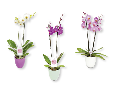 Orchidée dans un pot en céramique