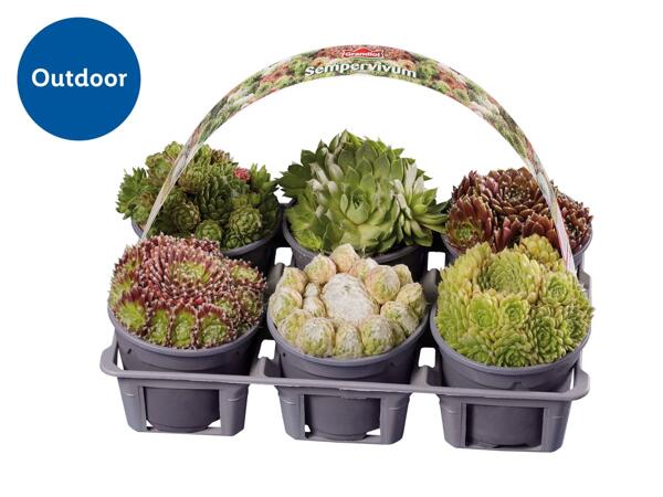 Sempervivum Mixed