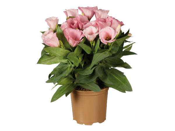 Eustoma