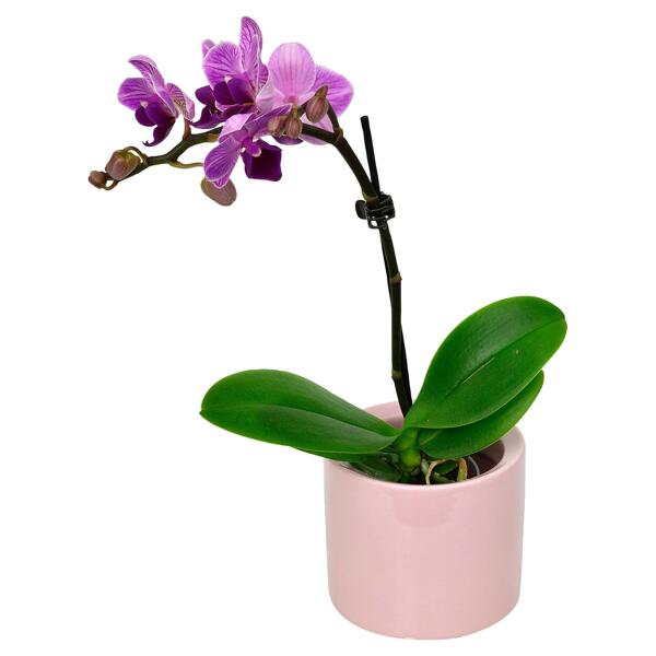 GARDENLINE(R) Mini-Orchidee
