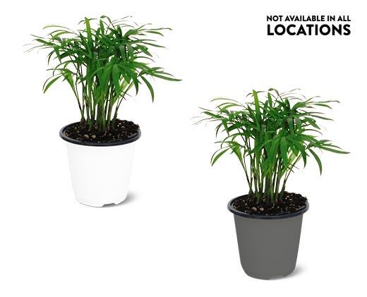 4" Foliage Assorted Varieties