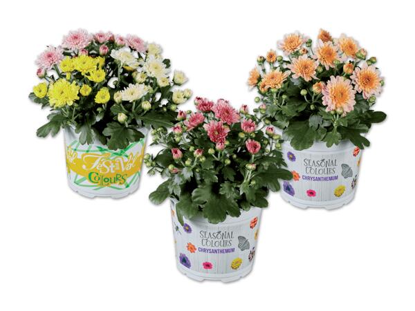 Chrysanthemen