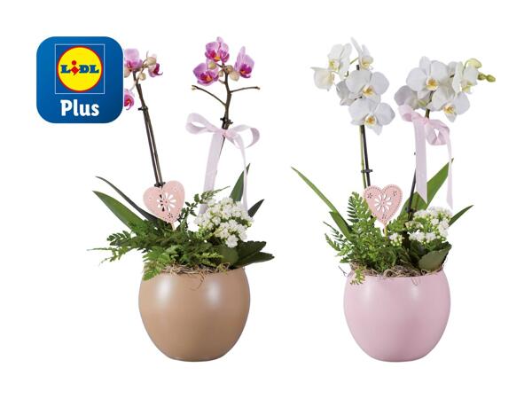 Composition de phalaenopsis dans un pot rond