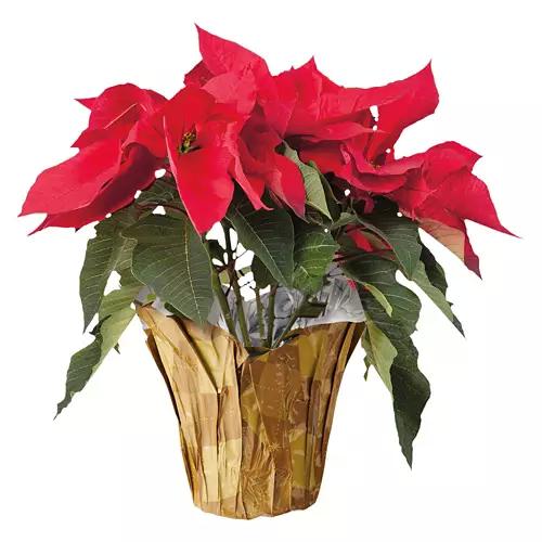 6" Holiday Poinsettias - Assorted Color