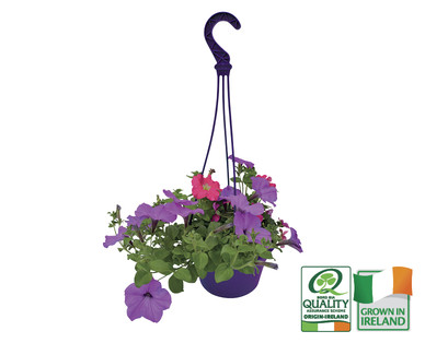 Irish Filled Hanging Basket