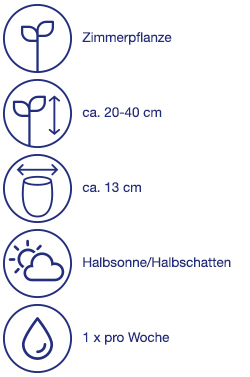 Zimmerpflanze