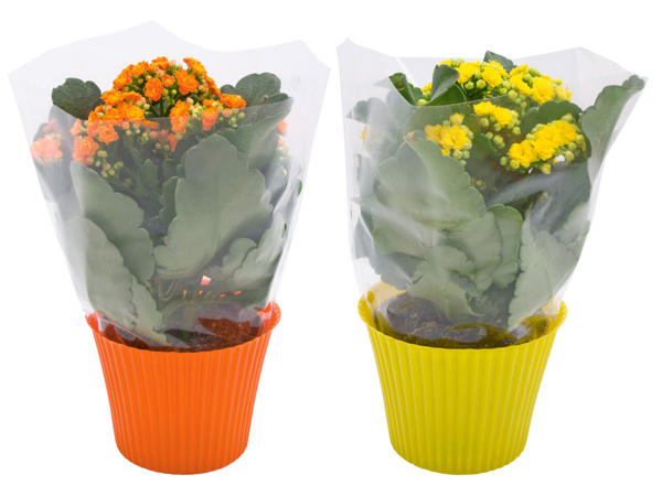 Kalanchoe Rosalina