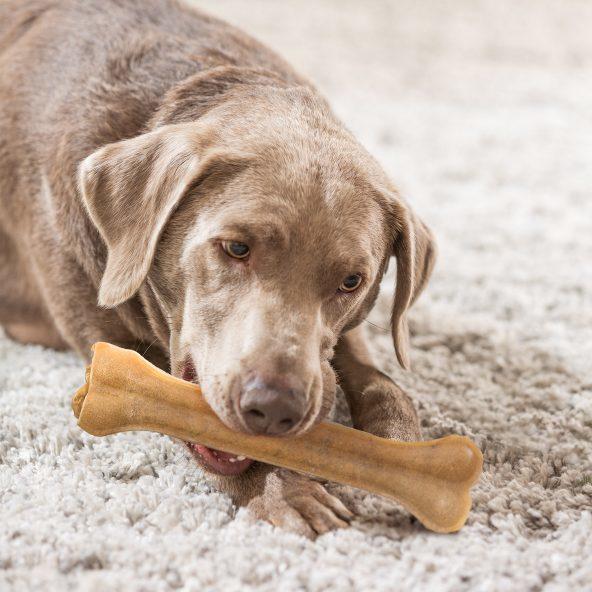 Kauwkluiven voor honden