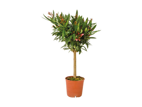 Oleander