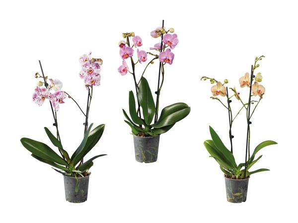 Phalaenopsis 2-Stieler