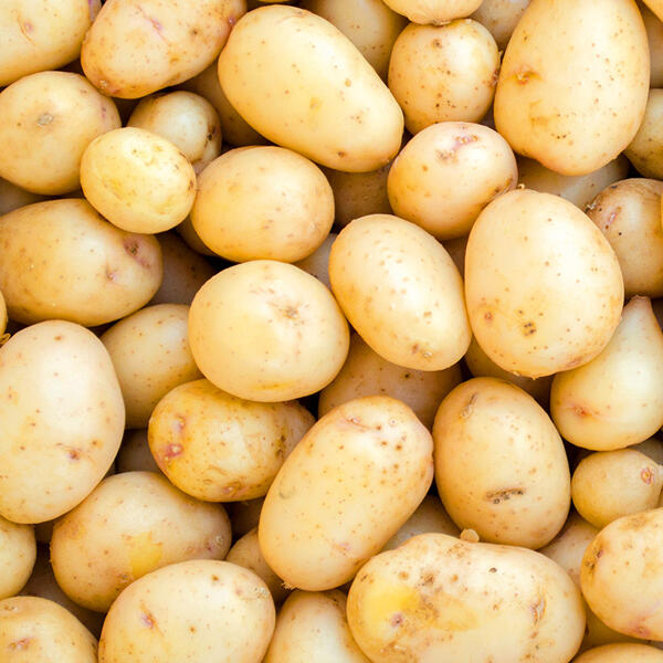 Premium Speisekartoffeln
