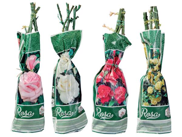 Roses