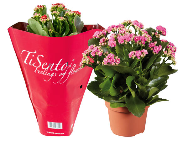 Kalanchoe Christmas