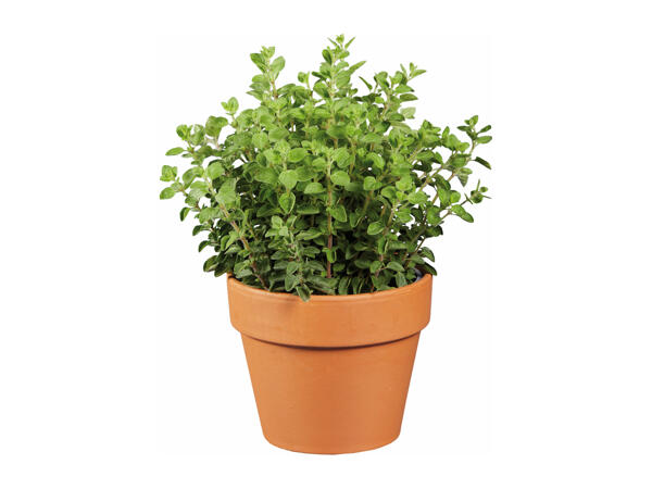 Italian Herbs in Terracotta Pot
