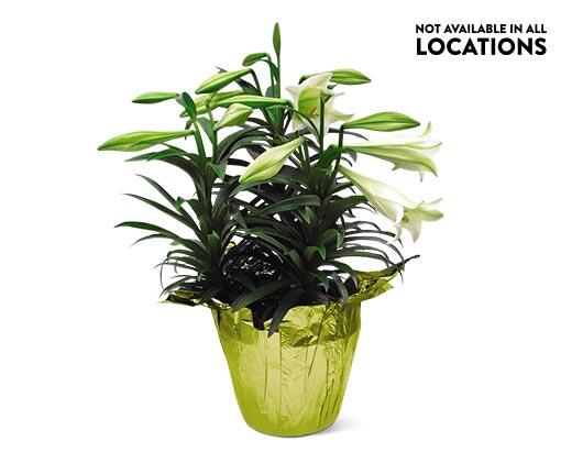 10" Premium Lily