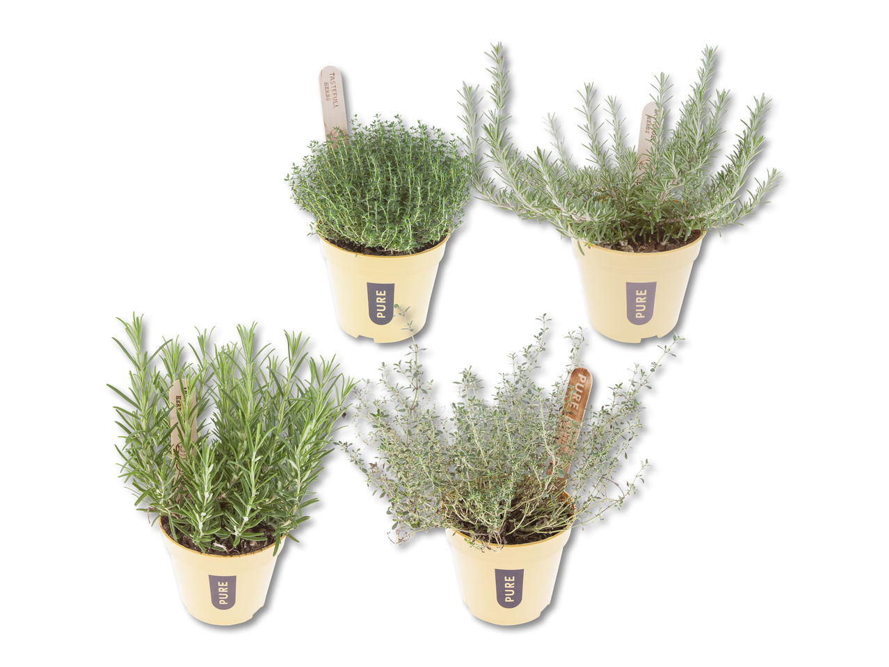 Fines herbes méditerranéennes