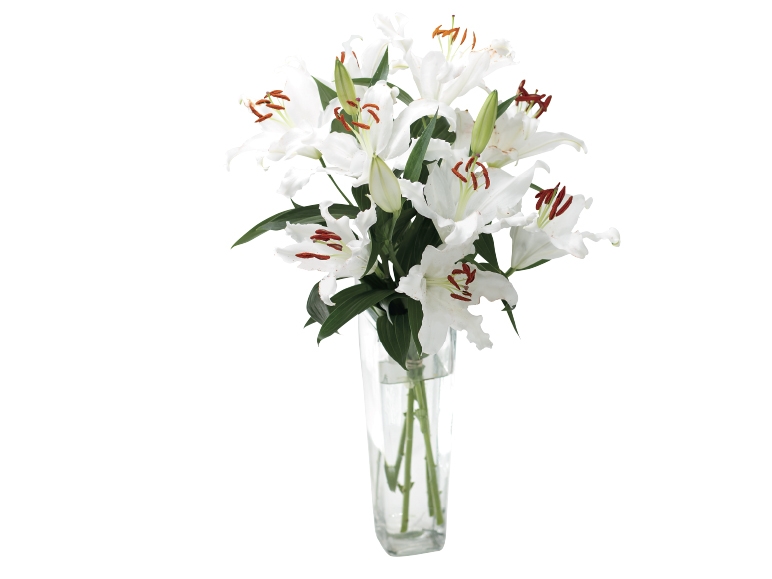 Oriental Lilies