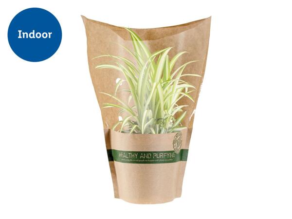Air Purifying Plants